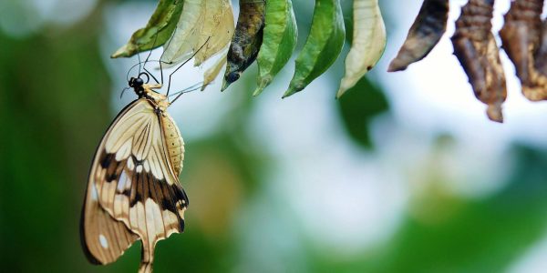 pexels-pixabay-63643